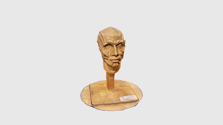 Ecorche 3D Model