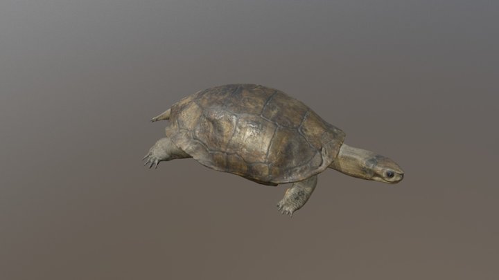 Каспийска блатна костенурка (Mauremys rivulata) 3D Model