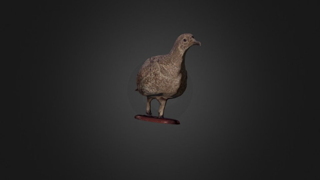 Sage Grouse