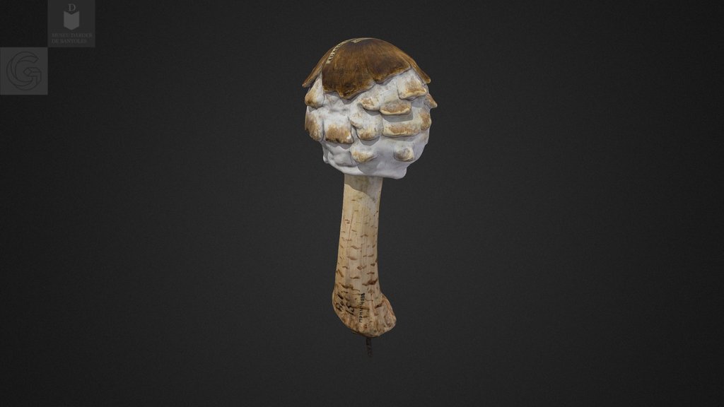 Apagallums, cogomella o paloma, Museu Darder