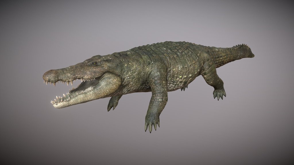 Realistic Crocodile 3D Model