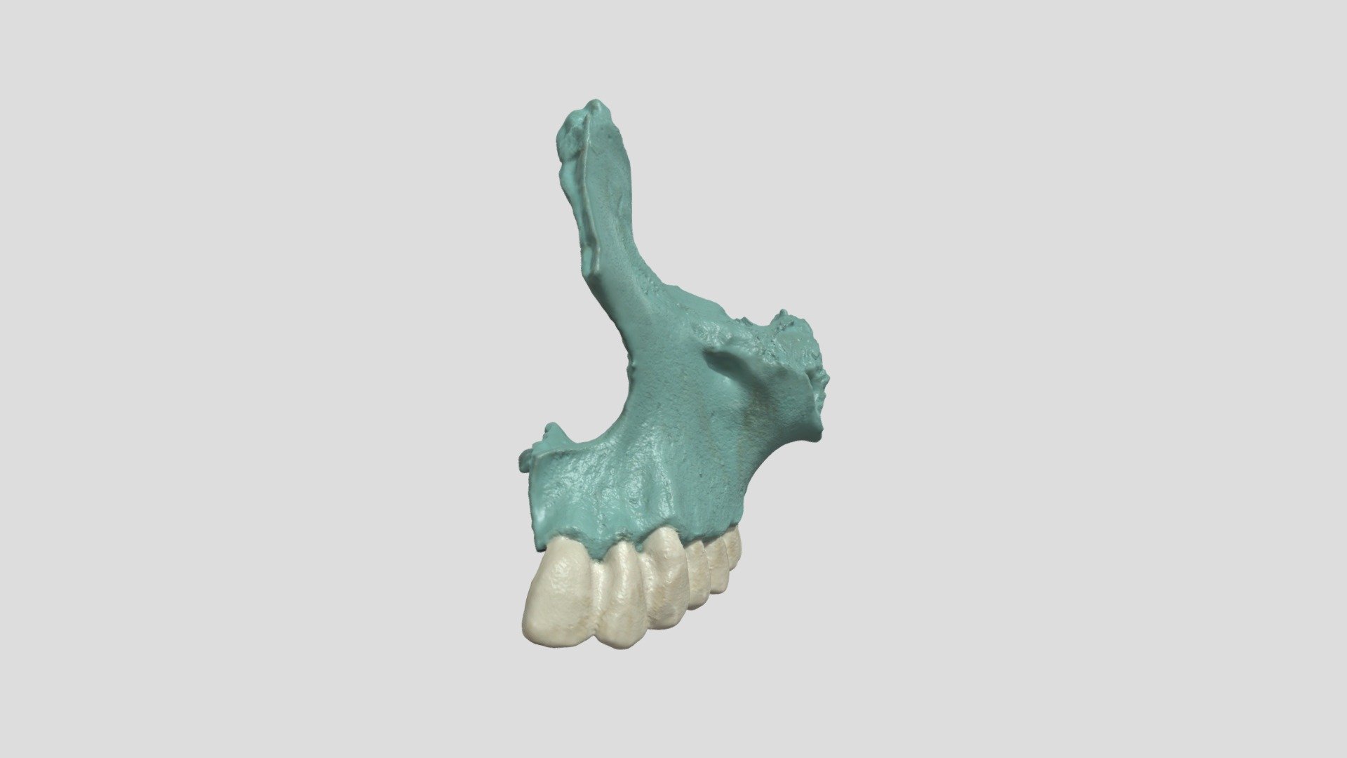 Maxilla (L) - 3D model by 3D Leiden Archaeology [de193ae] - Sketchfab