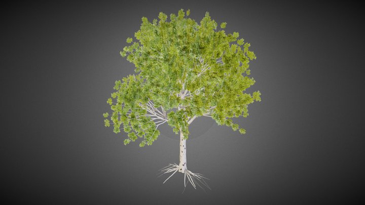 Birch tree 3D Model