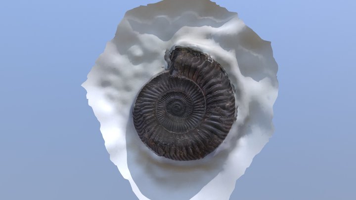 Ammonite, Dactylioceras 3D Model