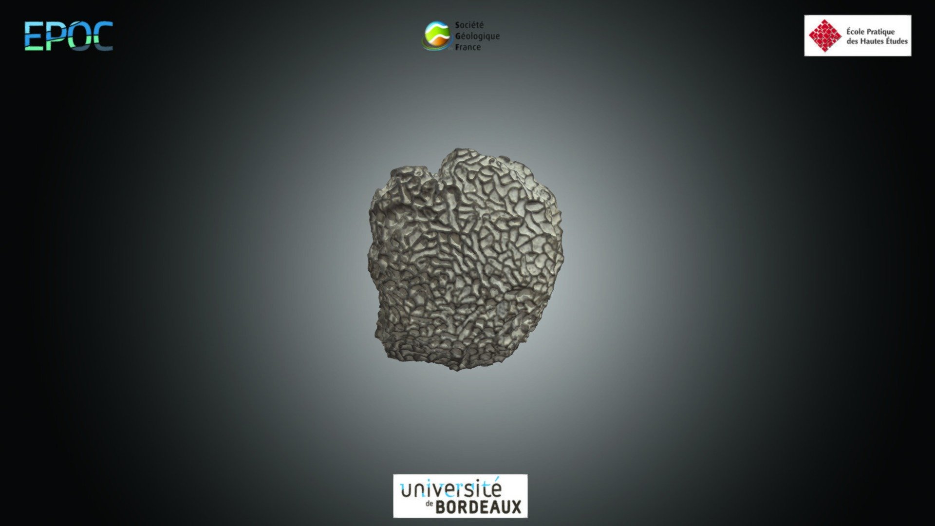 Corail - Halysites sp.