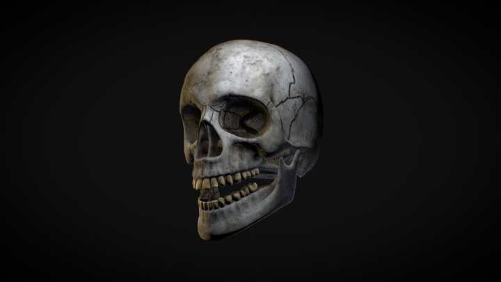 Skull 3D Model
