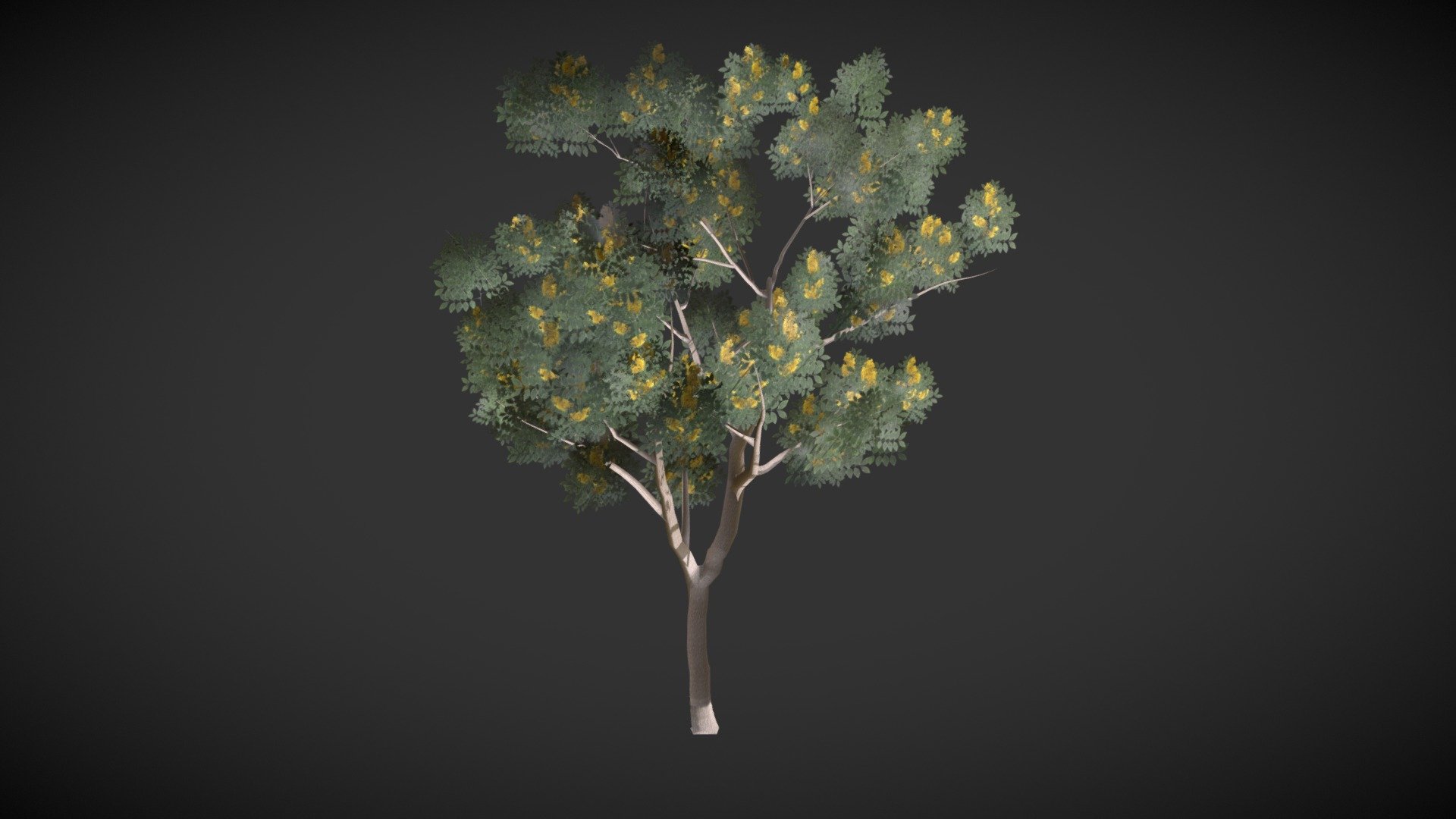 Tree Cassia