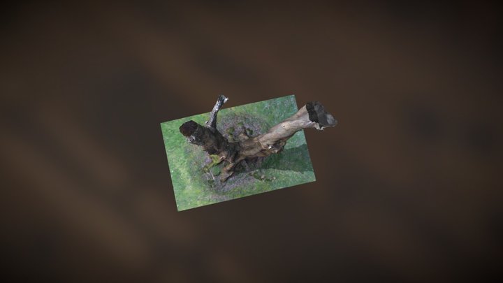 Tasmanian Tree 3D Model