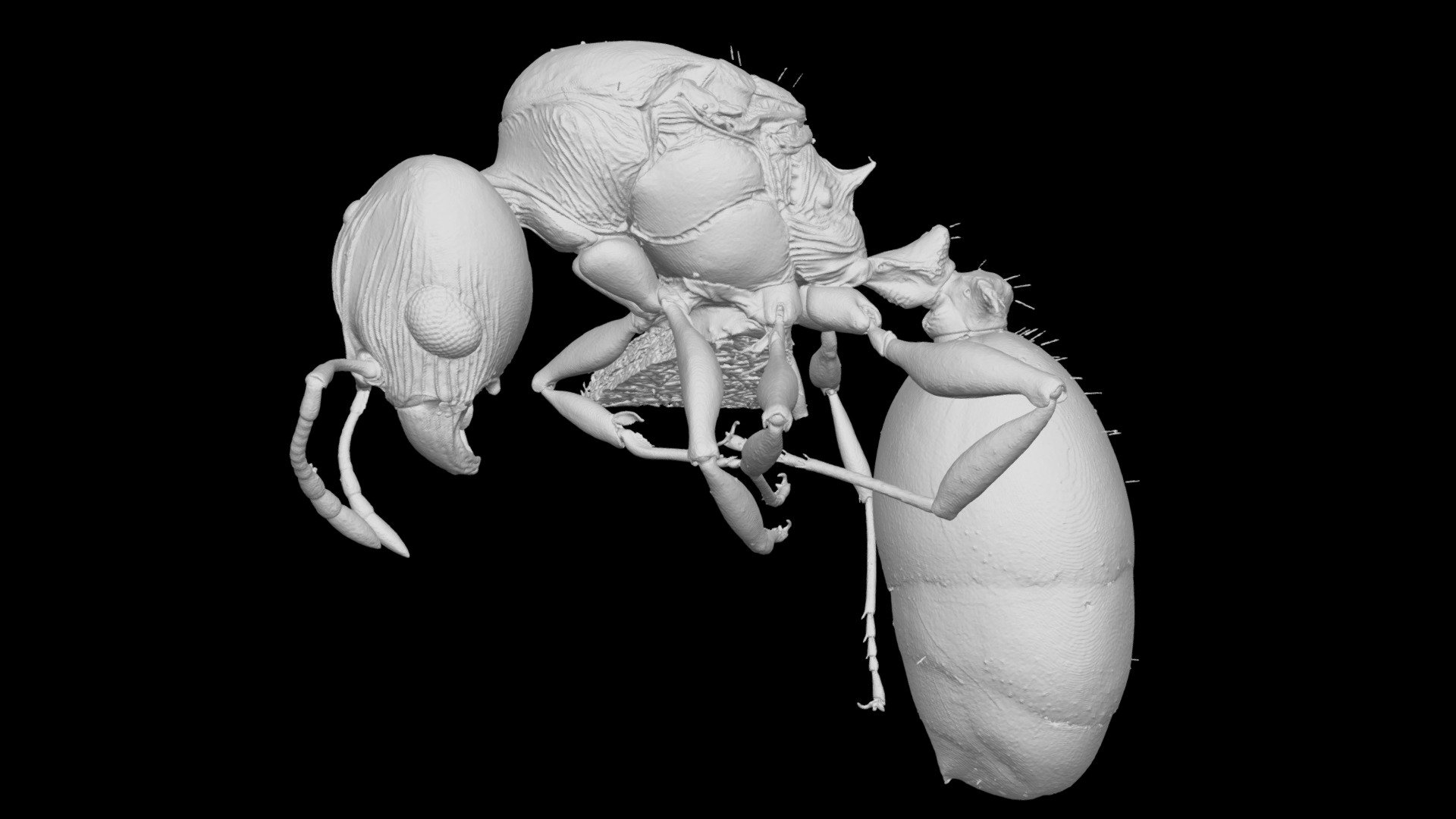 Pheidole knowlesi Queen CASENT0184086