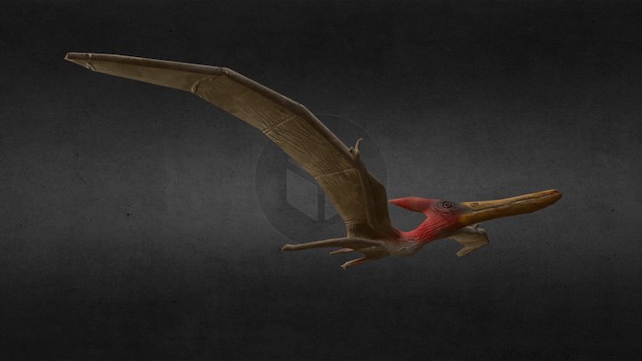 Pteranodon 3D Model
