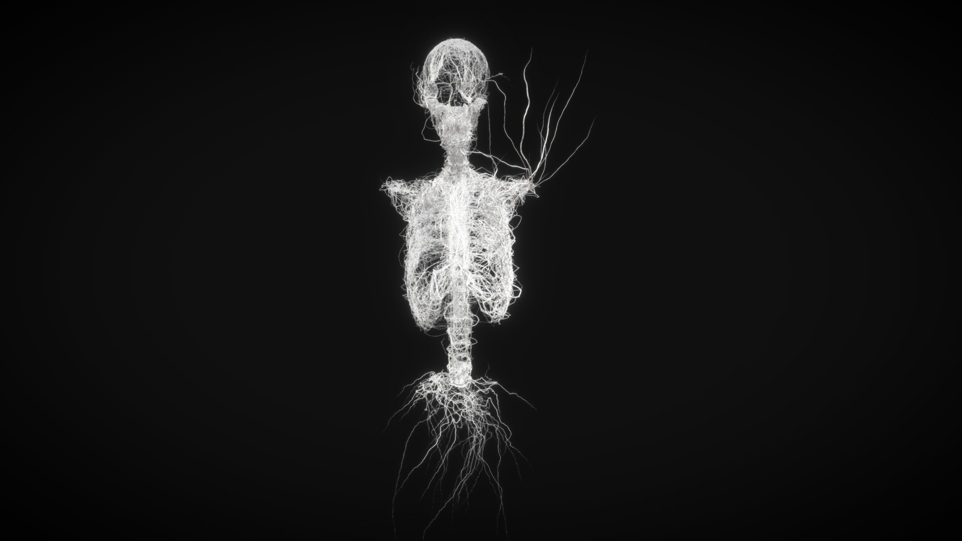 3D model Skeleton - This is a 3D model of the Skeleton. The 3D model is about a skeleton with a long tail.