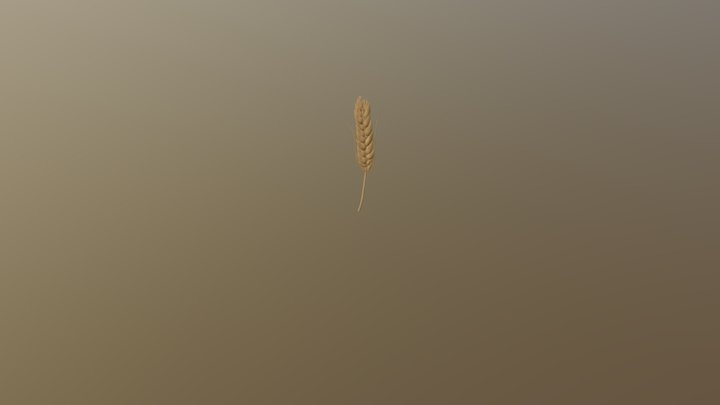 Wheat 3D Model
