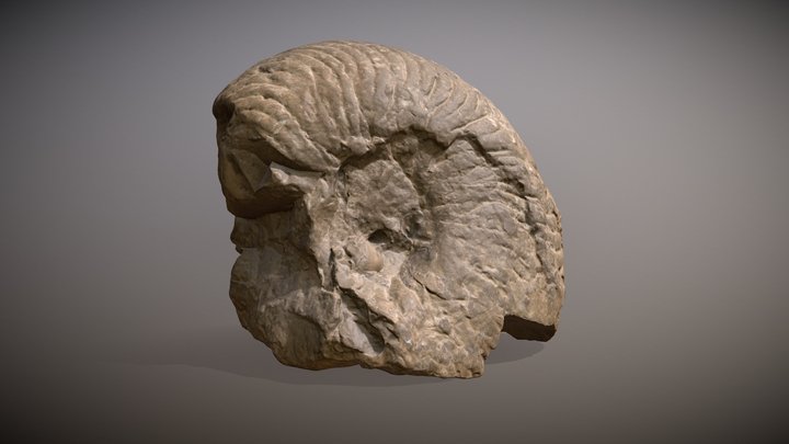 Ammonite fossil 3D Model