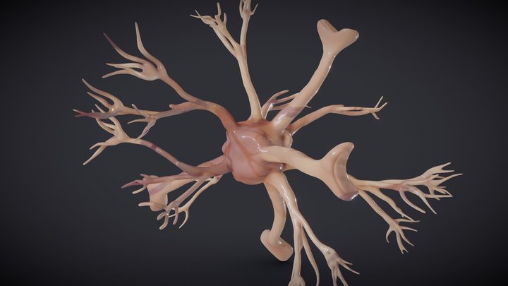 Nerve glia (astrocyte) 3D Model
