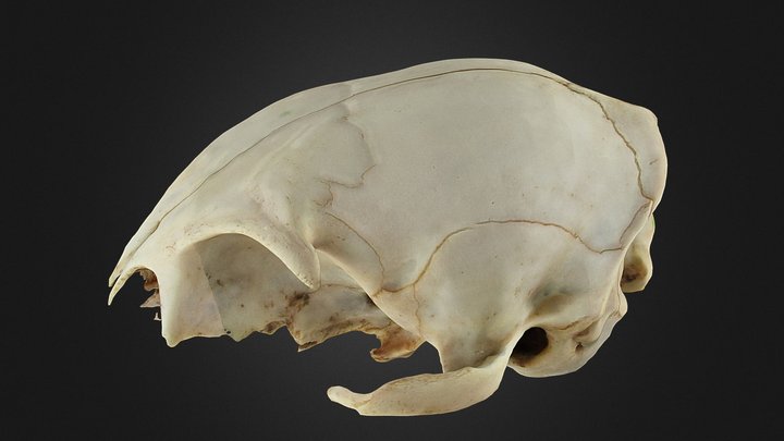 Cat basicranium 3D Model