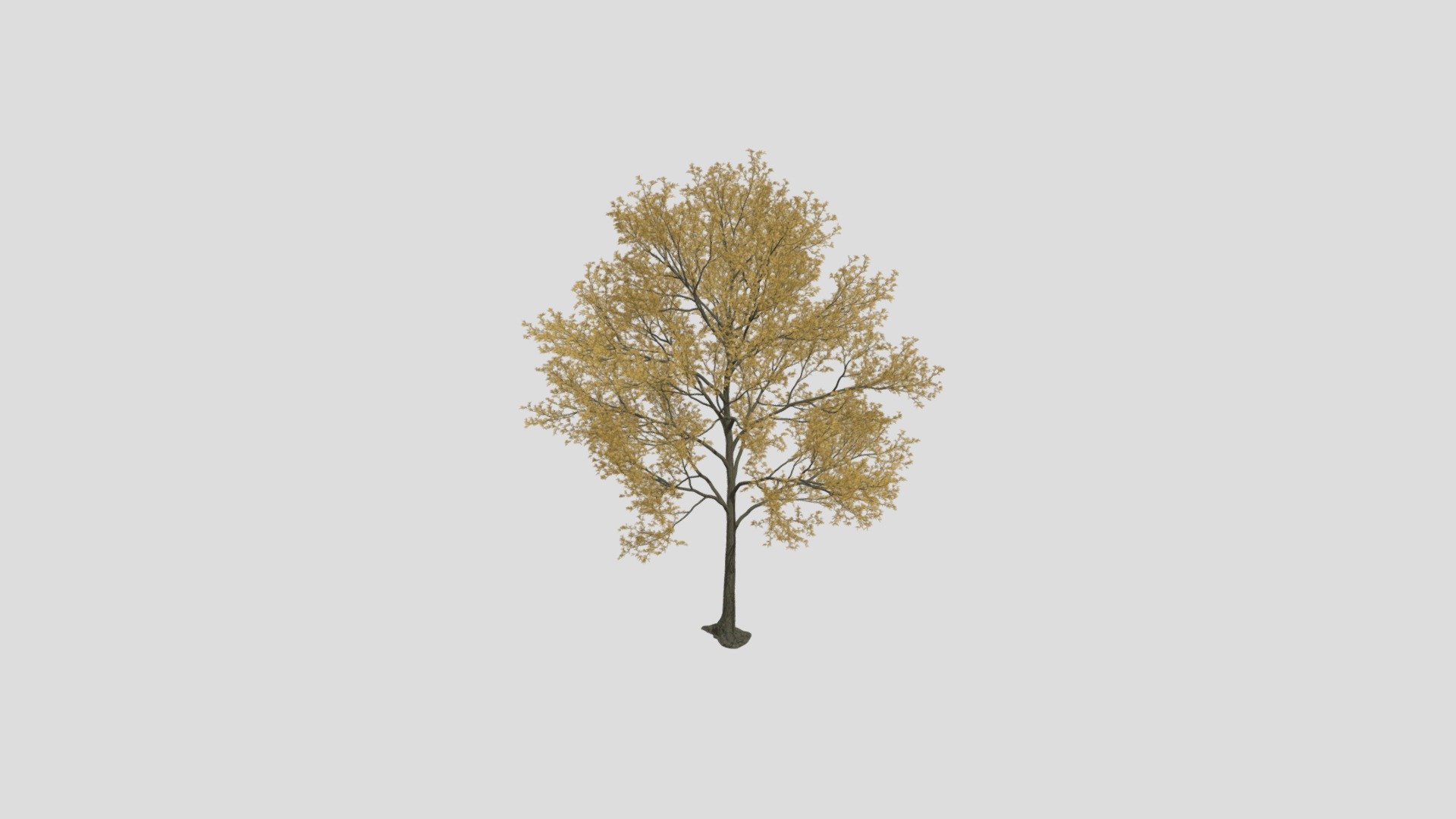 Maple 35 AM258 Archmodels - Buy Royalty Free 3D model by Evermotion ...