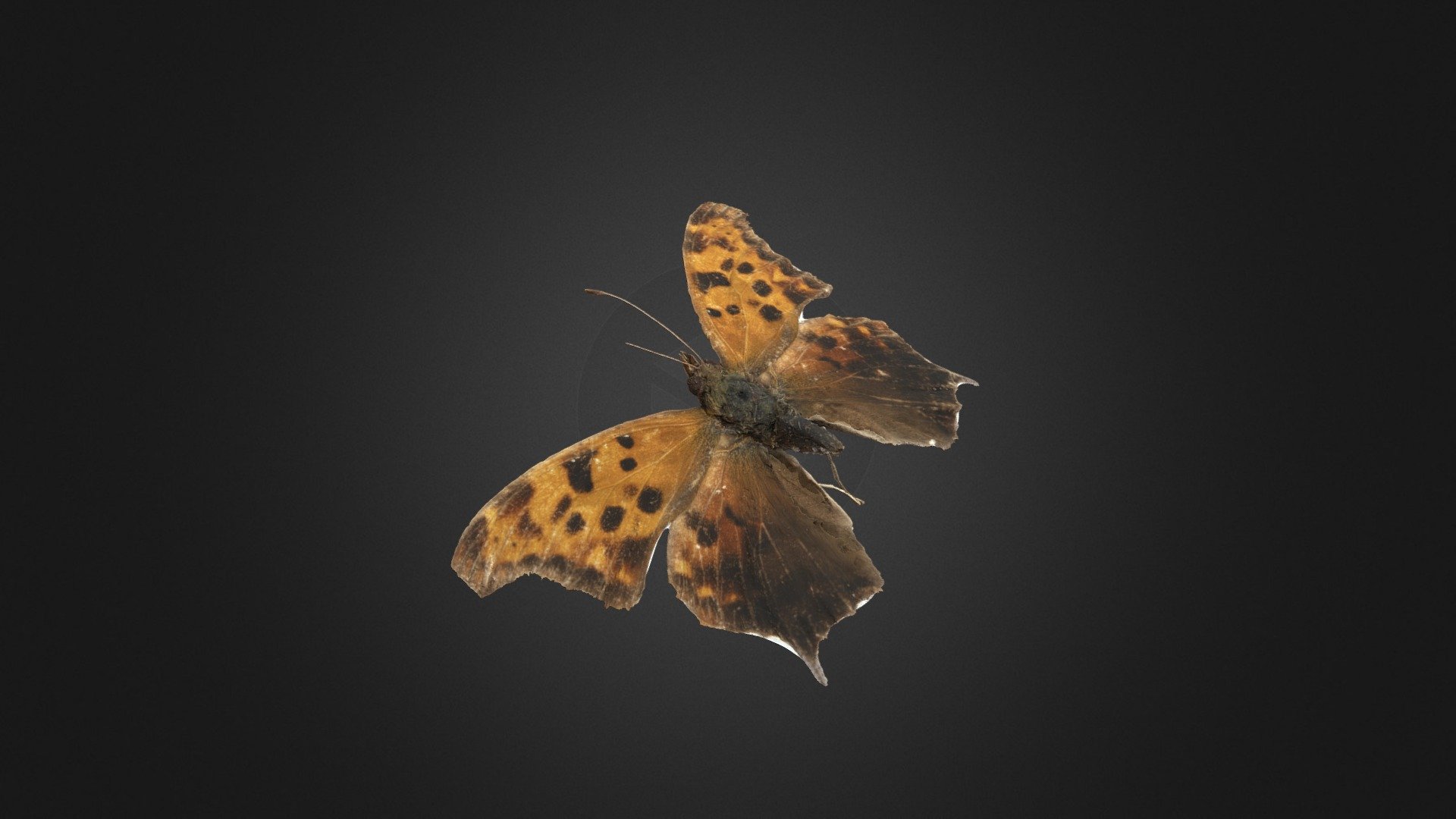 Question Mark Butterfly — Sketchfab embed 3D viewer