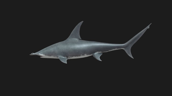 Hammer_Shark 3D Model