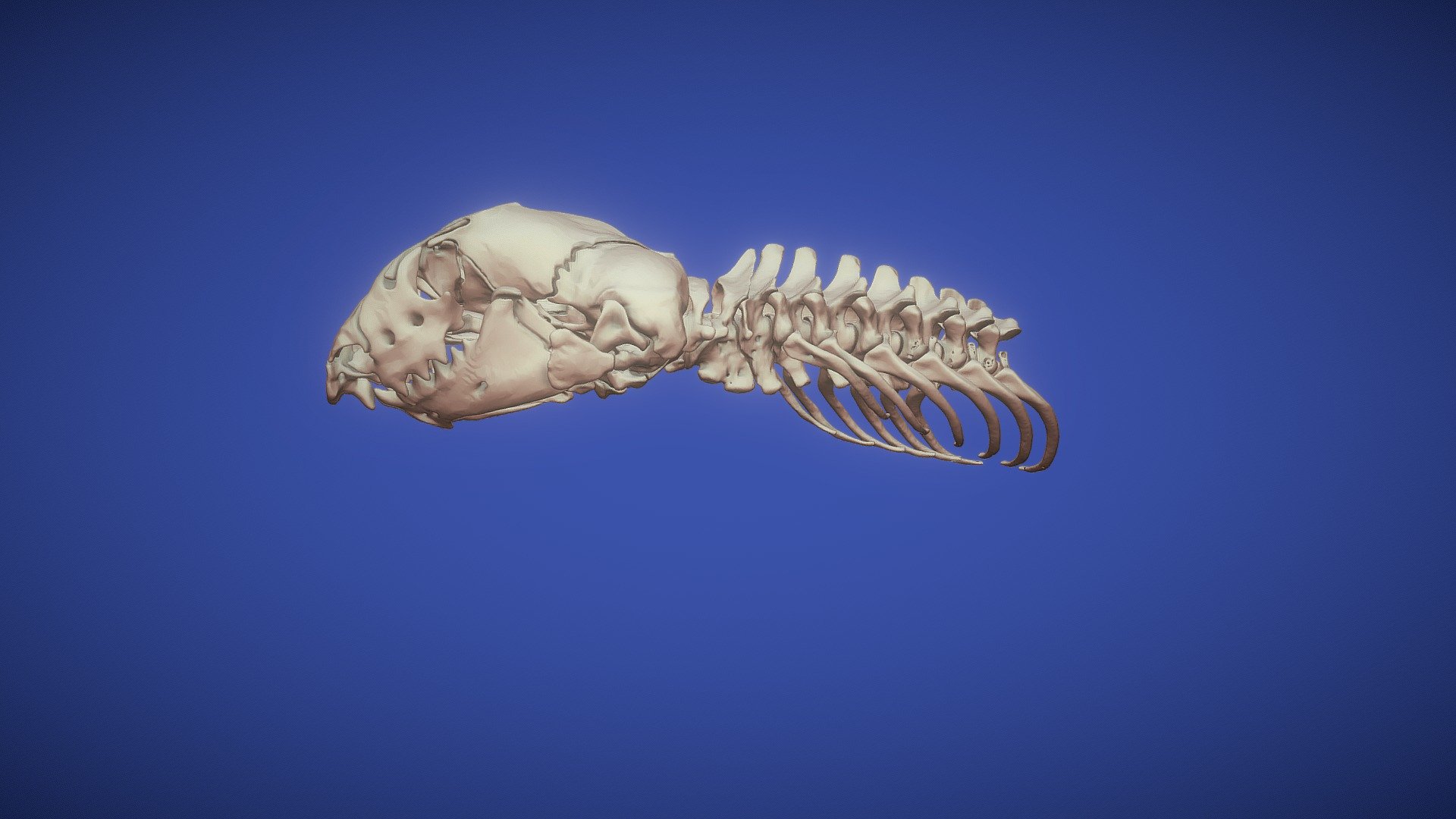 DIPLOMETOPON.SKULL.JAW.9 VERTEBRAE.6 RIBS