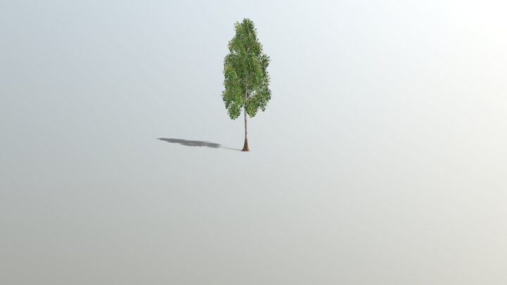 White Birch 3D Model