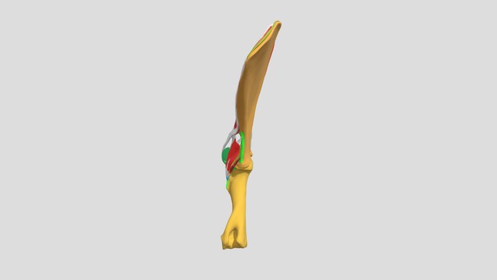 Muscles of lateral aspect of Shoulder of Ox 3D Model
