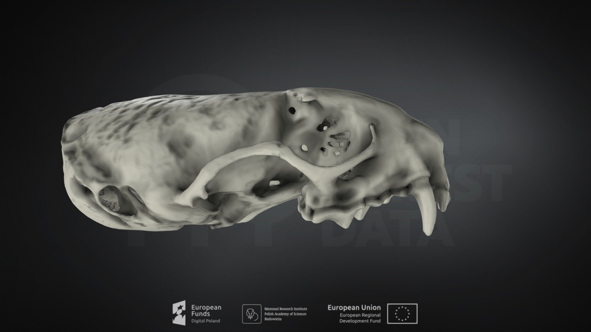 Mustela nivalis (Least weasel)(Łasica pospolita)