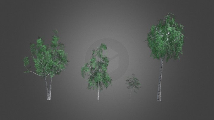 Birch trees 3D Model