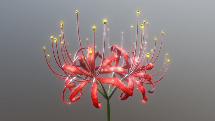 Red Spider Lily/Higanbana (Death Flower) 3D Model