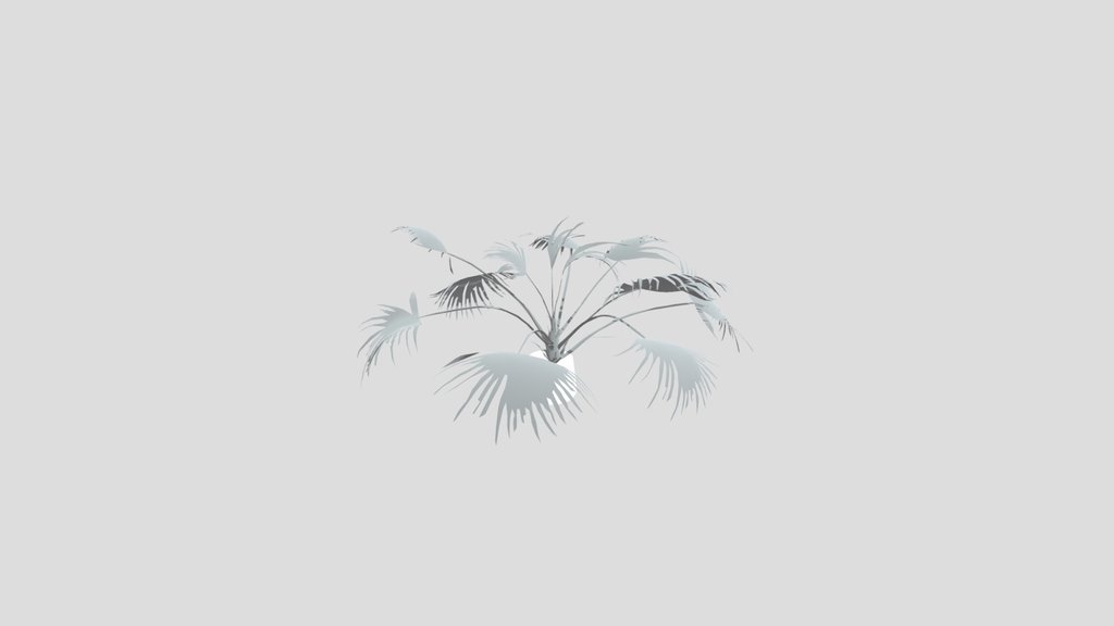 Chinese Palm Wide Plant Potted