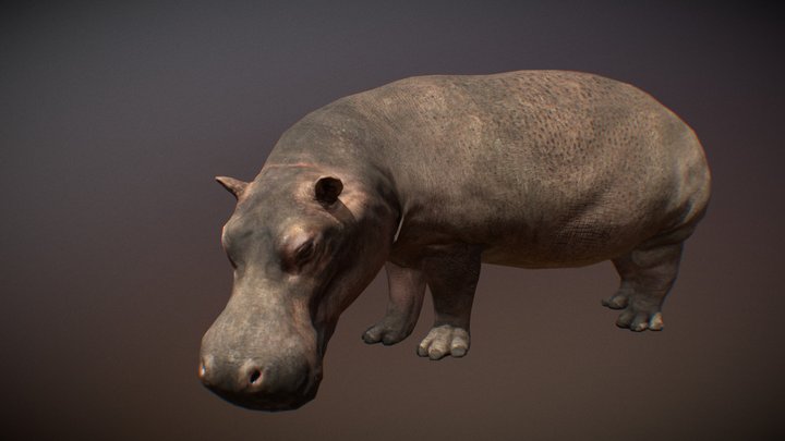 Hippopotamus 3D models - Sketchfab