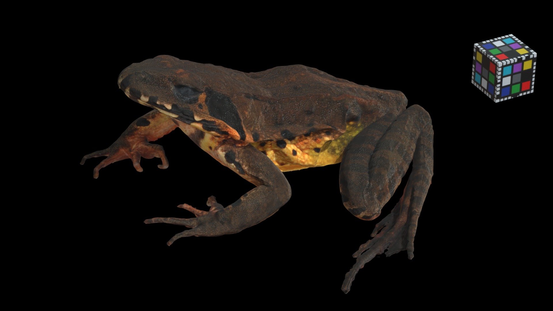 ヤマアカガエル The true frog, Rana ornativentris - Download Free 3D model by ...
