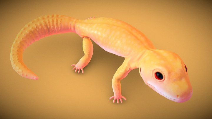 lizard eublefar 3D Model