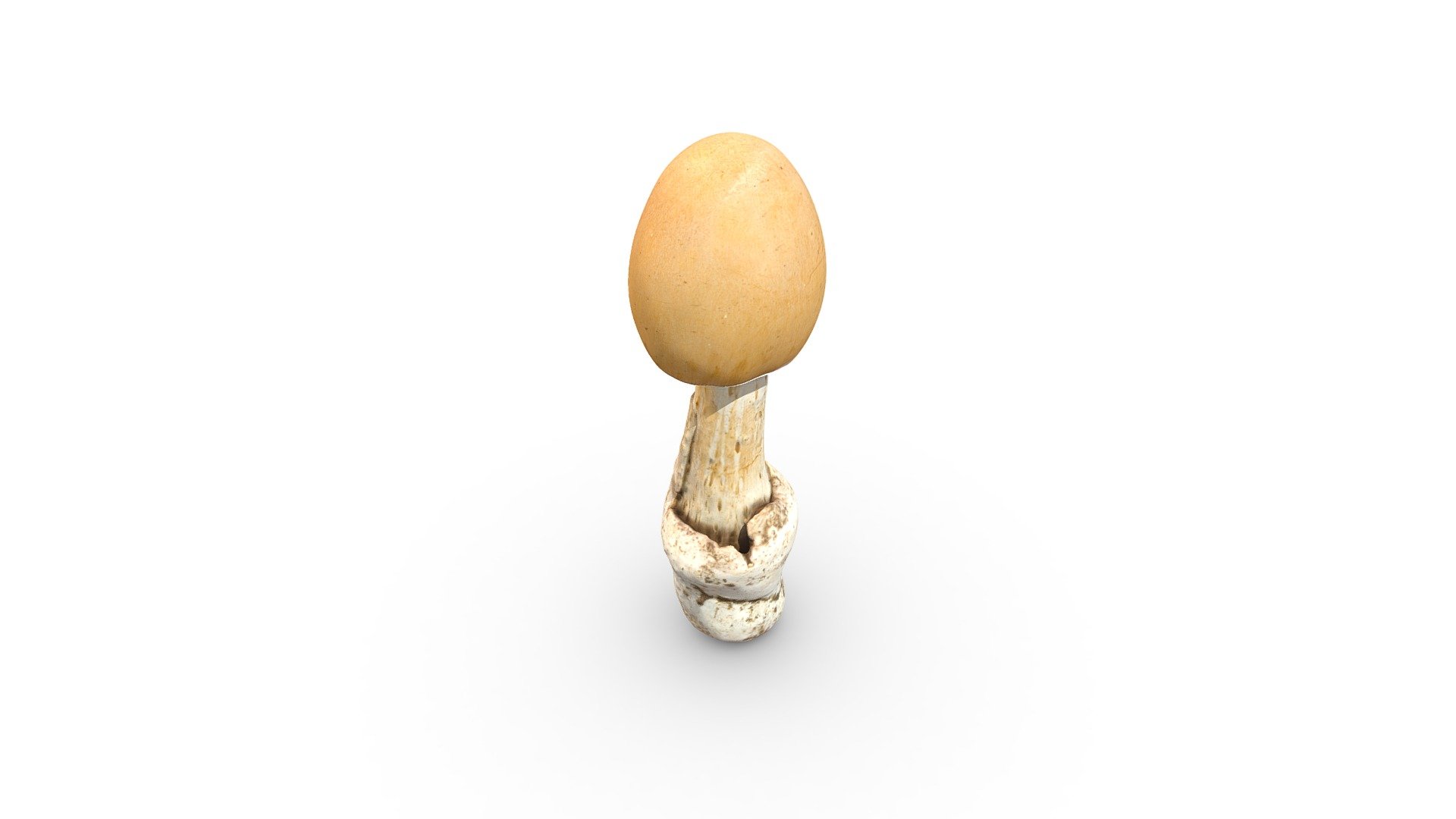 Tall Mushroom 3d Model By Rawcatalog De716ac Sketchfab 2002