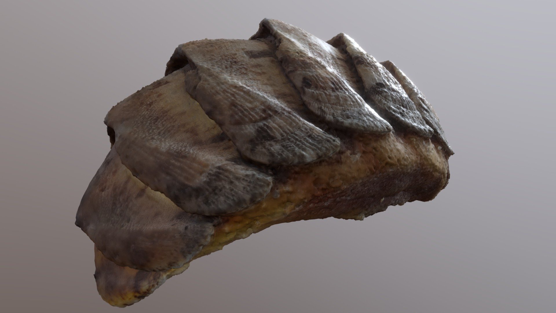 Jean's Seaslug
