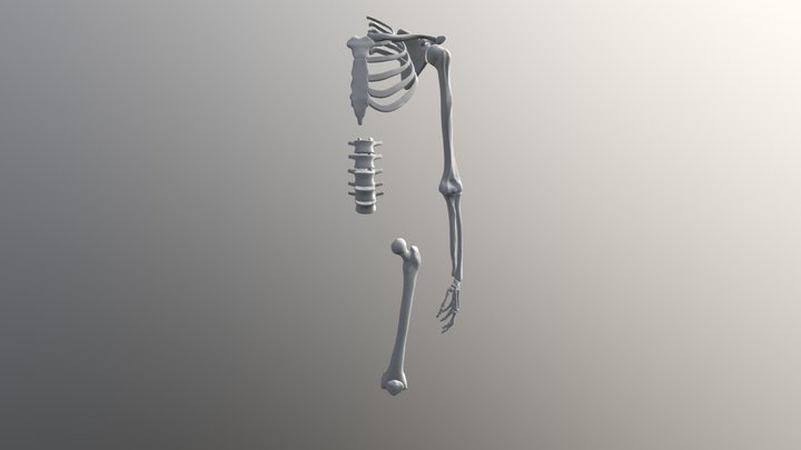 Skeleton Test 001 3D Model