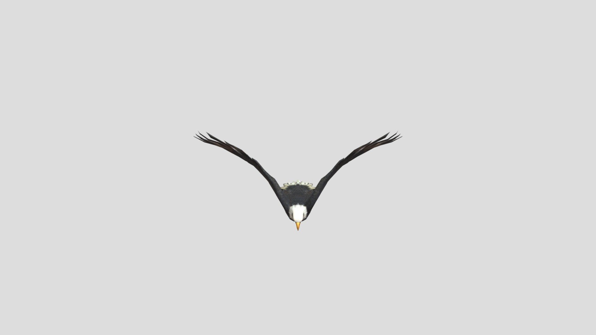 Animated Eagle