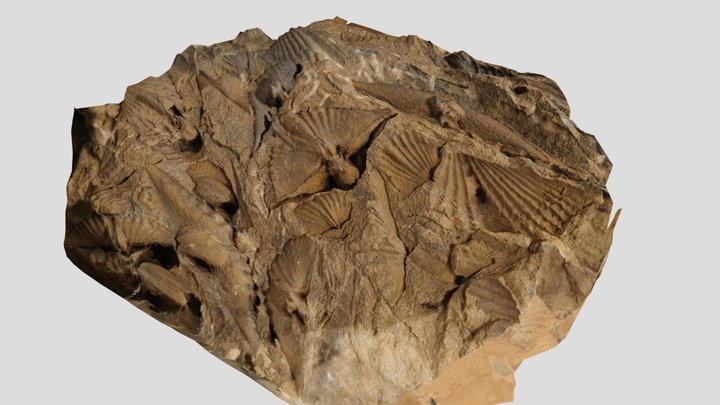 Fossil from 7 Photos 3D Model