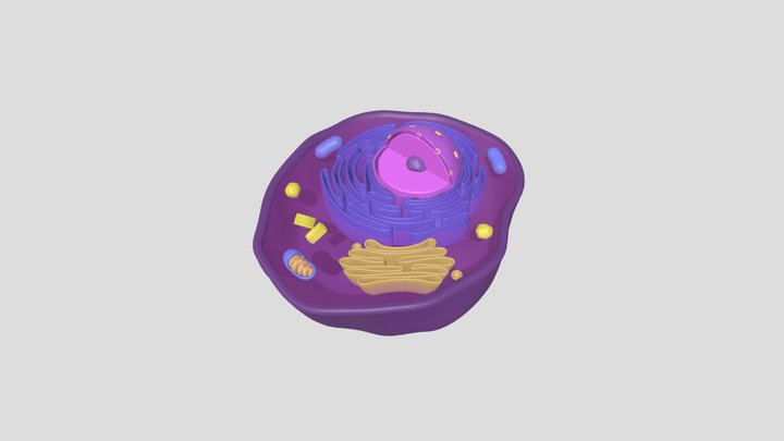 Cellule Animale 3D Model