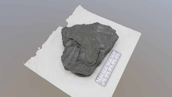 Fossil imprint 3D Model