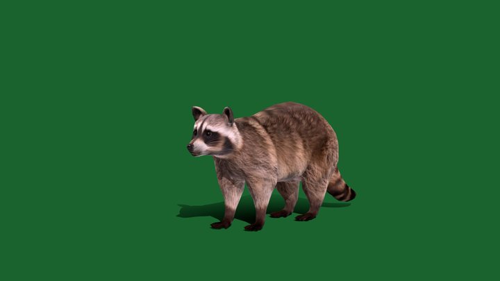 Raccoon 3D models - Sketchfab