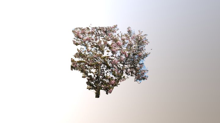 Blossom Tree On The Street Re-aligned 3D Model