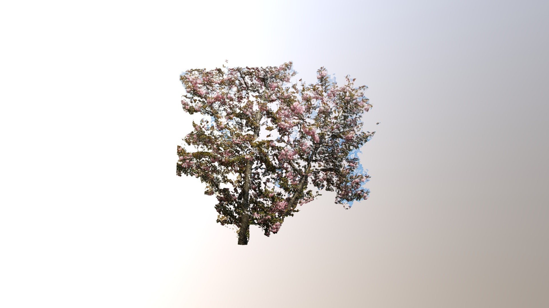 Blossom Tree On The Street Re-aligned