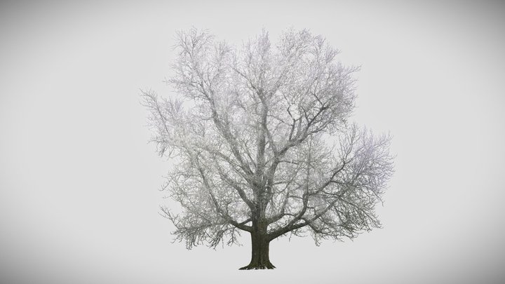 The Pratt Ginko 3D Model