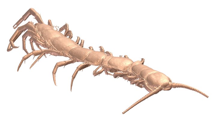 Industrial CT Scan of Centipede 3D Model