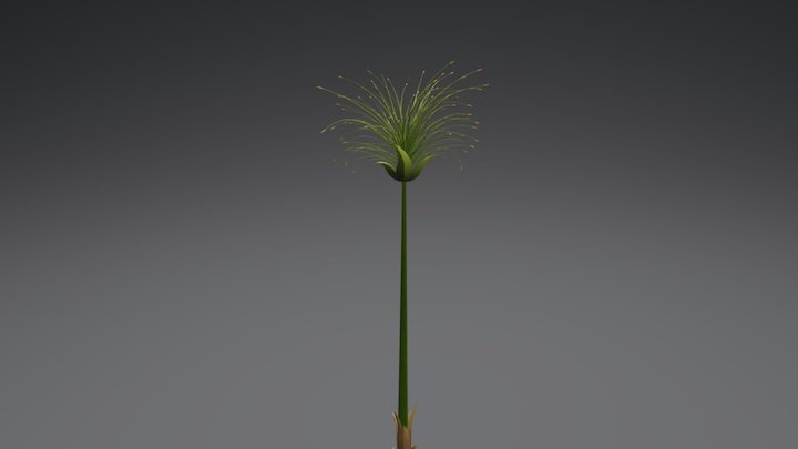 Papyrus plant 3D Model