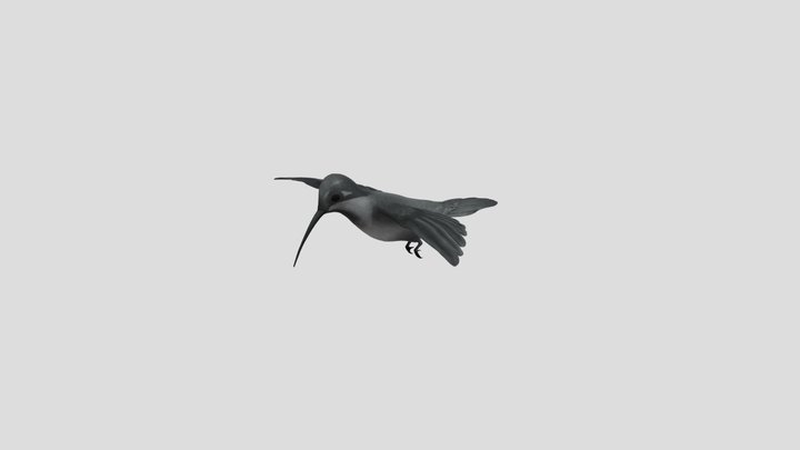 Kolibri 3D Model