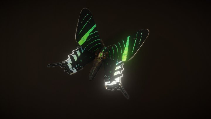 Green-banded urania (sunset) moth – Gratis 3D-model STL