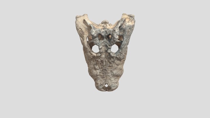 Crocodylus niloticus cranium 3D Model