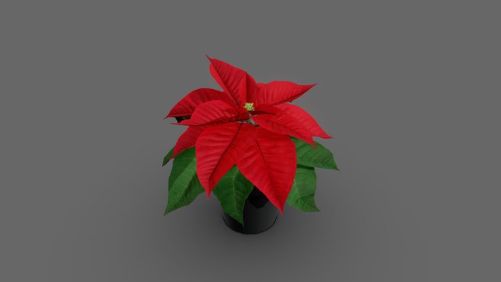 Poinsettia 3D Model