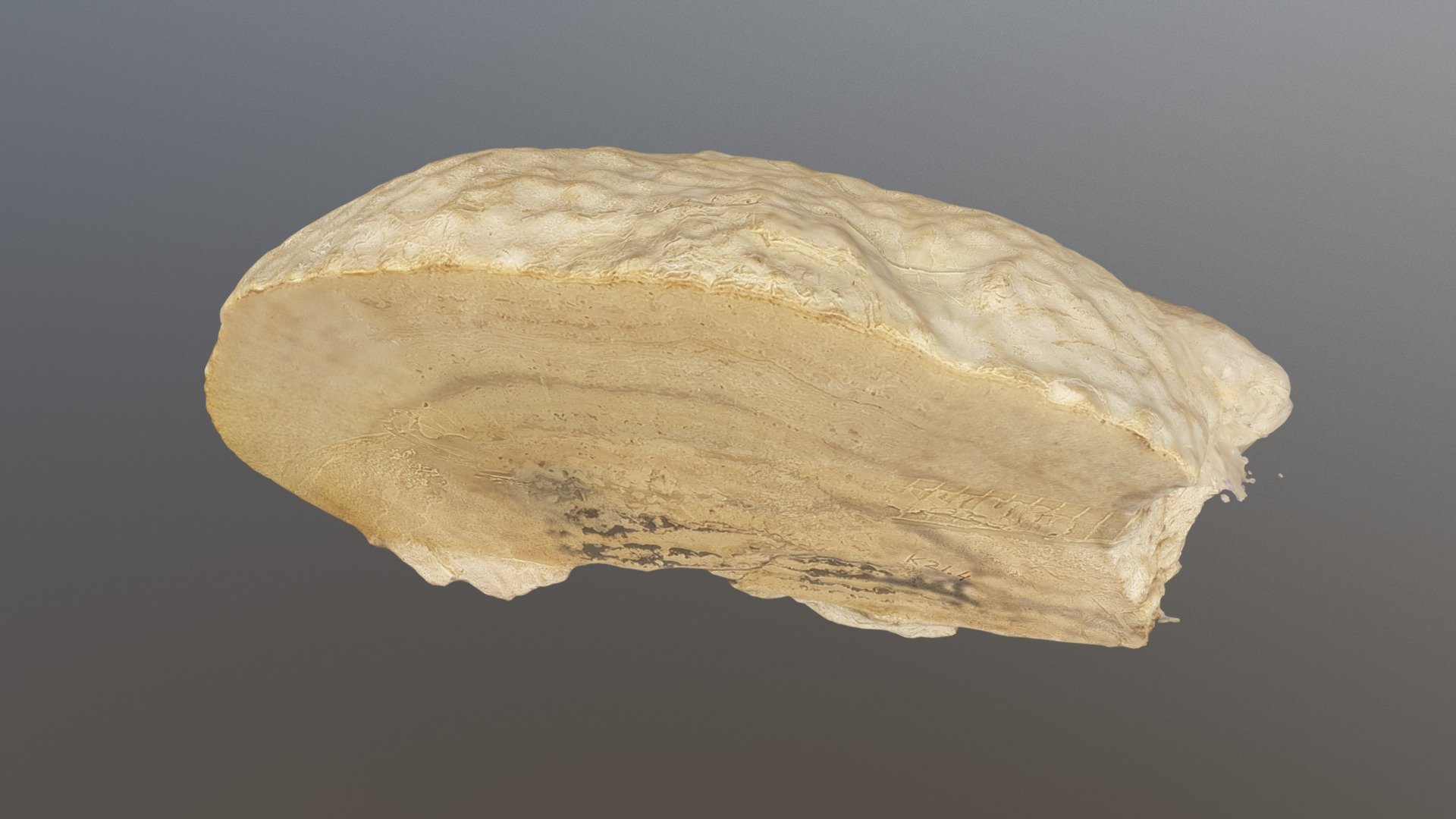 Stromatolite